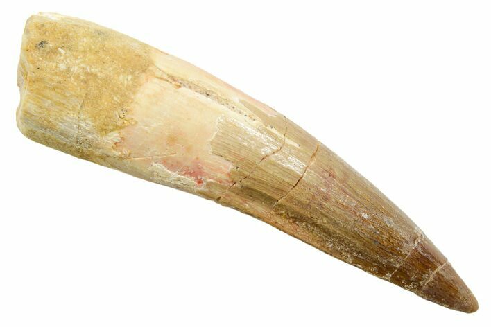 Fossil Spinosaurus Tooth - Real Dinosaur Tooth #362833